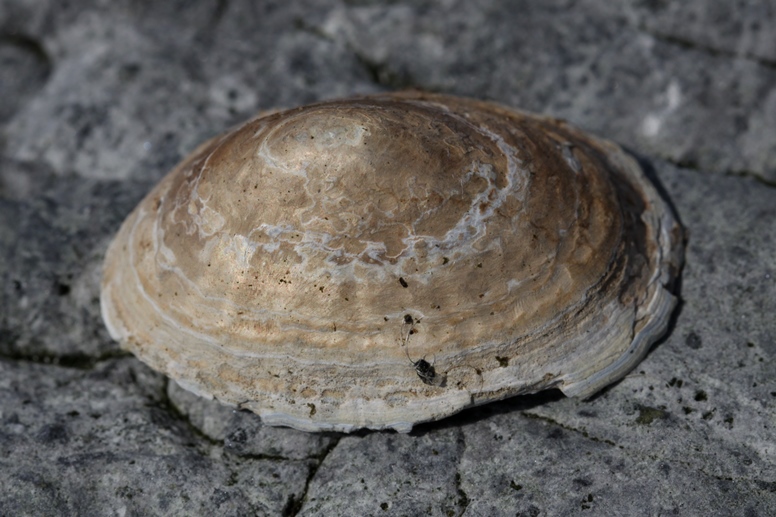 limpet